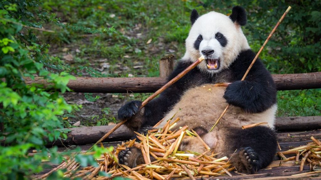 Sneaky bamboo can control the genes of the pandas eating it, scientists discover