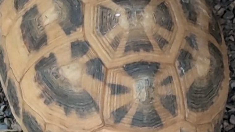 Police hunt for suspects after rare tortoises stolen