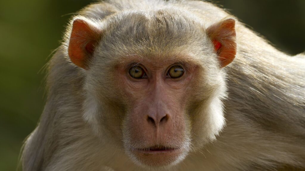 Lab monkeys on the loose in Mississippi don’t have herpes, university says. But are they dangerous?