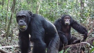 Chimps eat fruit full of alcohol, but no, they don’t get drunk