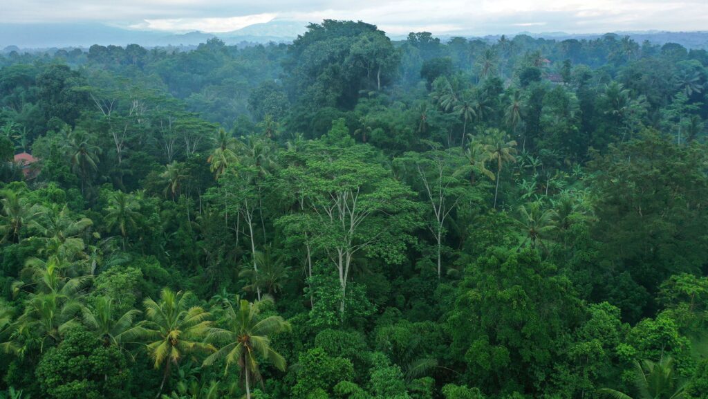 Rainforest quiz: Can you sort Earth’s largest rainforests from biggest to smallest?