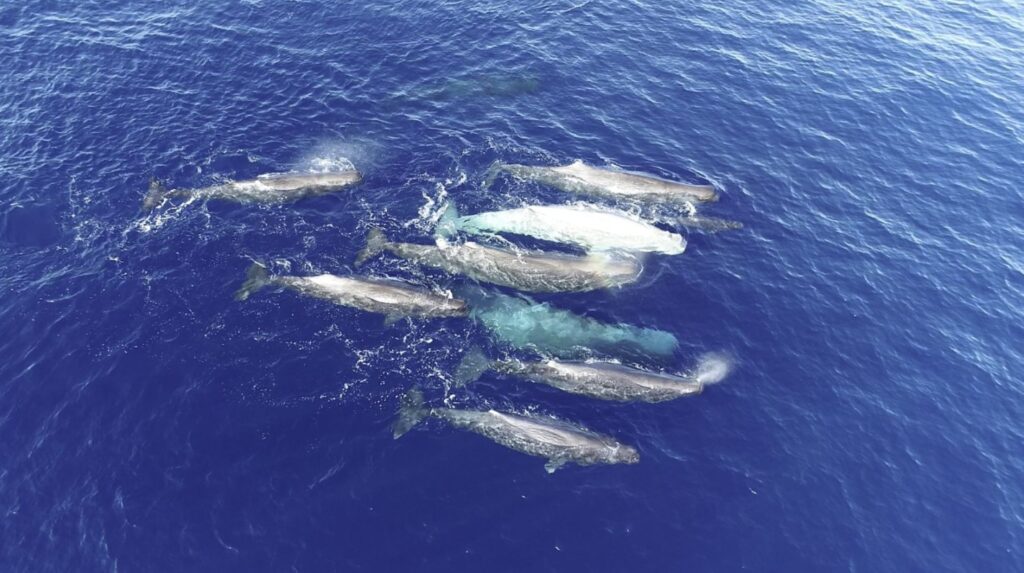 ‘Weirdos of the sperm whale world’ appear to be evolving 2 different dialects, audio recordings suggest