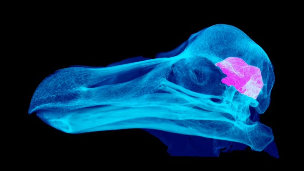 Nocturnal dodo? Study suggests we were very wrong about Mauritius’ iconic flightless bird